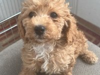 Maltipoo Bebekler