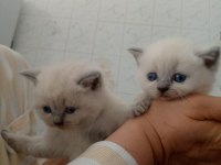 Scottish fold kar beyazi mavi gözlü erkek cok oyuncu