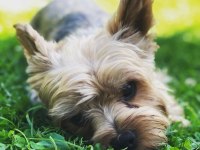 Wc wğitimli full aşılı bakımlı köpeğimiz