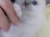 SAFKAN RAGDOLL YAVRUMUZ YENİ YUVASINI ARIYOR