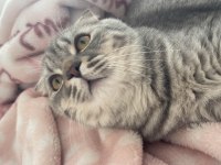 Scottish fold yavrumuz