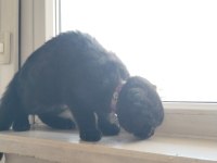 Dişi bebek scottish fold