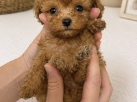 MALTİPOO MİCRO TEACUP KORE