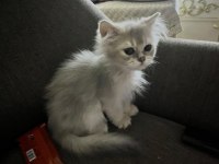 2 buçuk aylık british longhair bebek