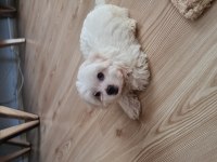 Ücretsiz sahiplendirme köpeğimiz için ulaşın