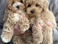 Kg Garantili Maltipoo Yavrularımız