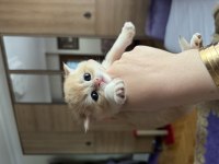 Ny 12 scottish fold yavrularımız