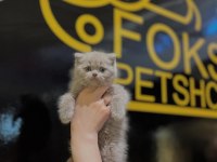 British shorthair ve longhair yavrular