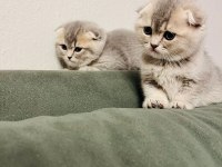 Scottish fold kediler tuvalet eğitimleri var