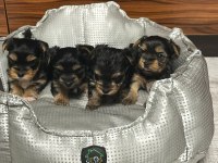 Çok tatlı yavru Yorkshire terrier