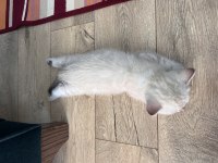 British Shorthair Yavru Kedi