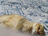 Şecereli Scottish Fold