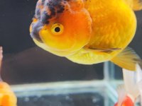 Gayet sağlıklı boy boy oranda altınbaş balıklar