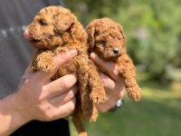Kore poodle bebekler