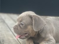 New shade isabella tan maybe fluffy carrier french bulldog