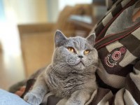 British shorthair kedisi