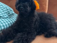 TÜM AŞILARI YAPILI YAVRUMUZ TOY POODLE