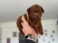 Petmode köpek çiftliğinde tea cup poodle yavrular