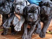 Irk Ve Sağlık Garantili Cane Corso Bebekler