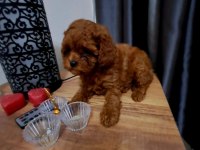 KORE KAN ERKEK VE DİŞİ YAVRU POODLE