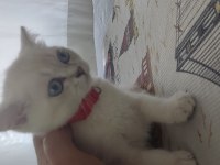 British shorthair orjinal