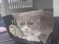 British shorthair kedimize eş arıyoruz