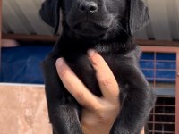 Labrador retriever