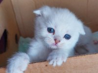 SCOTTİSH VE BRİTİSH YAVRU KEDİLER