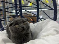 Scottish fold yavrumuz