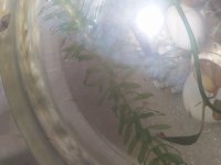 40 a yakın Lepistes yavru almak isteyene bilgi verilir