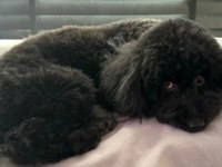 8 AYLIK AŞILARI TAM SAFKAN TOY POODLE