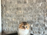 SCOTTISH FOLD SEVİMLİ YAVRULARIM 