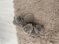 Scottish fold dişi erkek yavrular