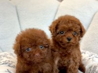 Irk Garantili Toy Poodle Yavrular