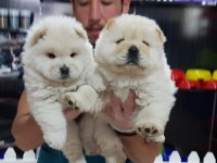 RUHSATLİ ÇİFLİKTEN ÖZEL CHOW CHOW YAVRULARI İSTANBUL
