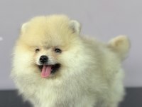 ORANGE POMERANİAN BOO GÜLEN YÜZ