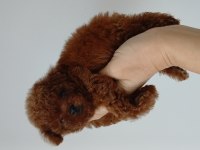 Yumoş poodle bebekler