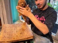 Toy Poodle Bebeklerimiz