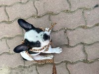 Erkek French Bulldog Köpeği