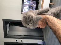 2 aylık scottish longhair
