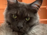Maine Coon Sahiplendirilecektir