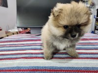 REZERVEYE AÇIK KÖPEĞİMİZ 2