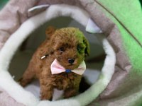 Ev Üretimi Toy Poodle Yavrularımız