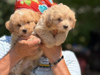 Safkan Aşılı Ve Çiş Eğitimli Maltıpoo Bebekler