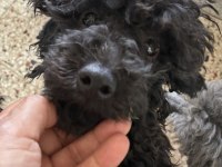 Ev Doğumlu Silver Blue Erkek Poodle