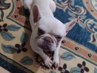 Lilac tan platinium french bulldog