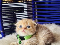 Scottish Fold Golden Tabby