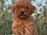 Erkek Kore Toy Poodle