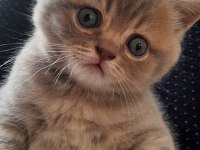 British shorthair akıl küpüm