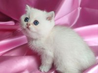 Şafkan British Shorthair